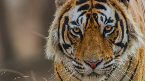 Tiger - Tiger